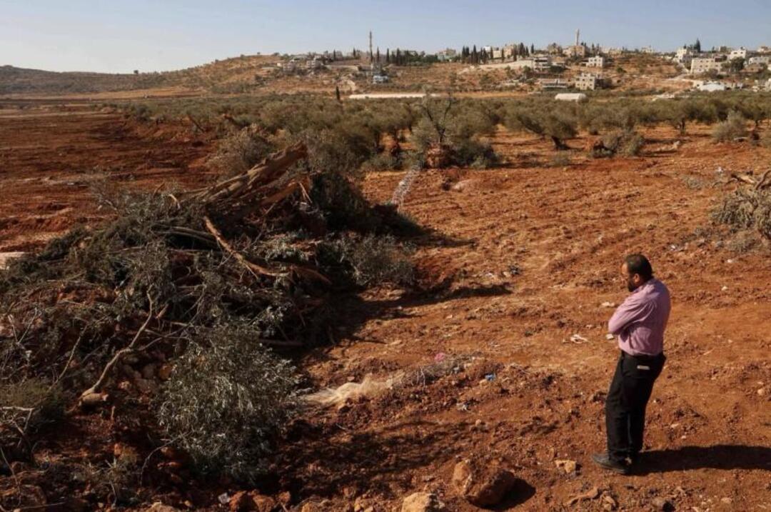 الجيش الإسرائيلي يقتلع الأشجار ويدمّر الأراضي قرب طولكرم بحجة المخاوف الأمنية