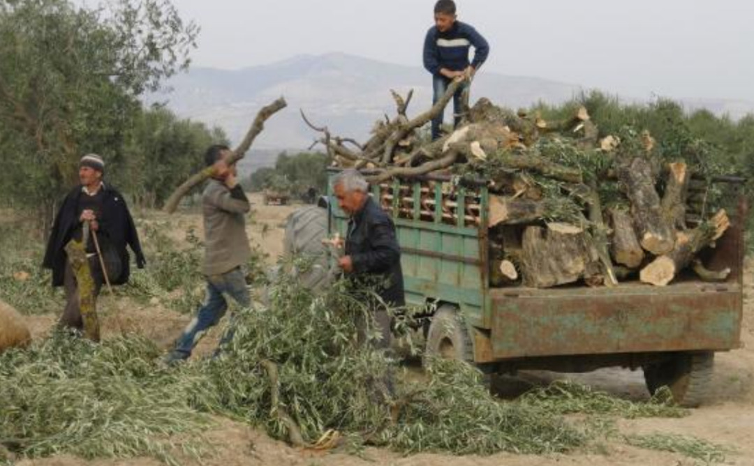 انتهاكات مستمرة: سرقات ونهب للمحاصيل الزراعية في ريف عفرين 