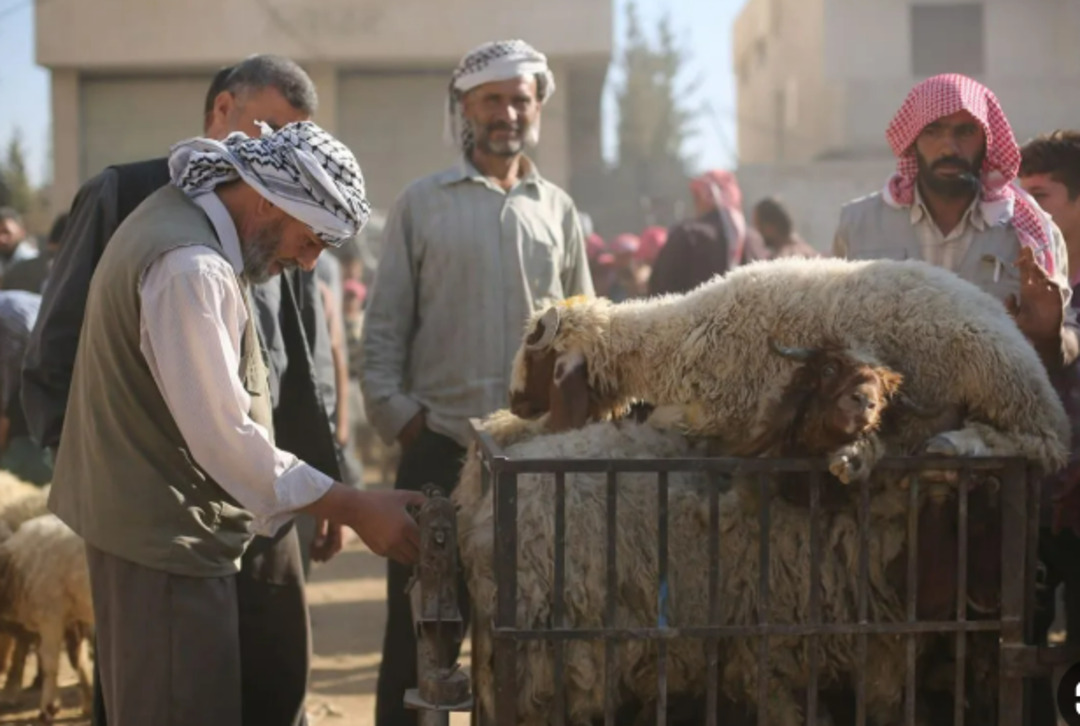 تعديل الرسوم الجمركية على استيراد المواشي في سوريا