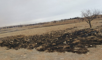  أرض بلا ظل... تفاح القلمون وزيتون إدلب ضحايا قطع الأشجار وبيعها حطباً